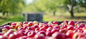 Alma, növényvédelem és valóság