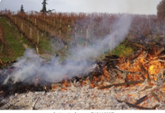 Felhívás - Venyige égetése