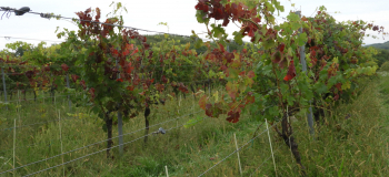 FD-ST szakmai összefoglaló növényorvosok részére 04.21.