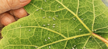 FD - Lemosó permetezés 2026.03.17. - Amerikai szőlőkabóca elleni védekezés