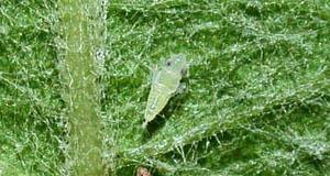 Amerikai szőlőkabóca (Scaphoideus titanus) monitoring útmutató