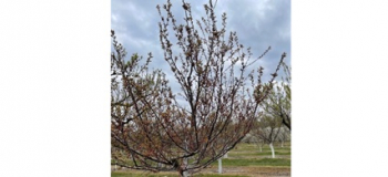 A kajszi pusztulásáért felelős kórokozó a fitoplazma