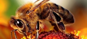 A méhek és a vadon élő beporzók védelmével kapcsolatos jó tanácsok