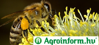Agrofórum online cikke: Patkovics Péter: a méhek védelmében - reagálás Patkovics Péter cikkére