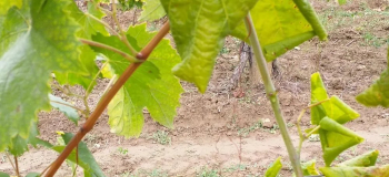 A szőlő aranyszínű sárgasága és az amerikai szőlőkabóca – amit a gyakorlatban tudni kell